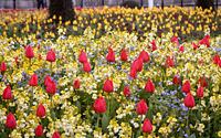 beautiful-tulip-gardens--001