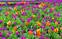 beautiful-tulip-gardens--002