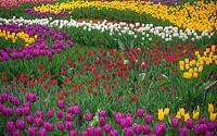 beautiful-tulip-gardens--003