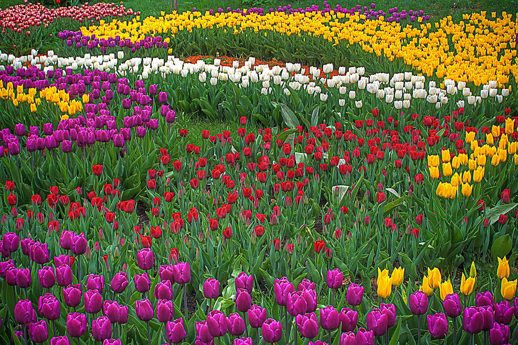 Beautiful Tulip Gardens