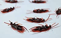 top-10-pest-control-tips-and-tricks-to-keep-pests-away-2