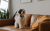 is-leather-furniture-good-with-pets-004
