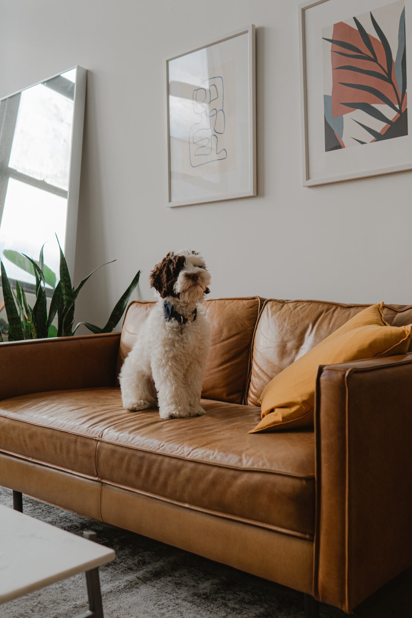 Leather couch with store pets