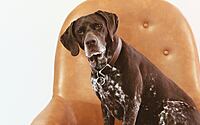is-leather-furniture-good-with-pets-006