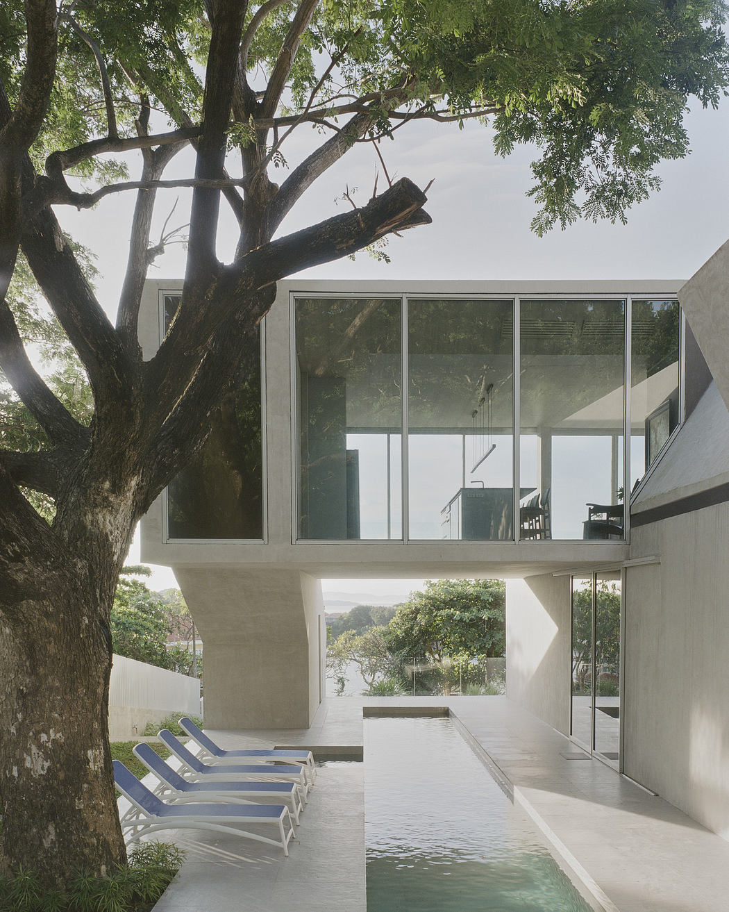 Modern house with large windows overlooking a pool and incorporating a tree.