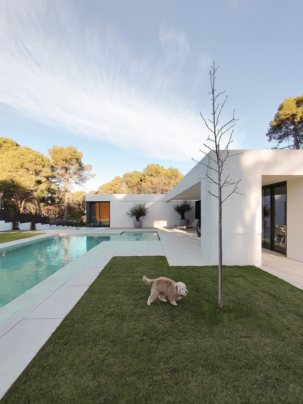 Modern house with pool, lawn, and a dog playing outside.