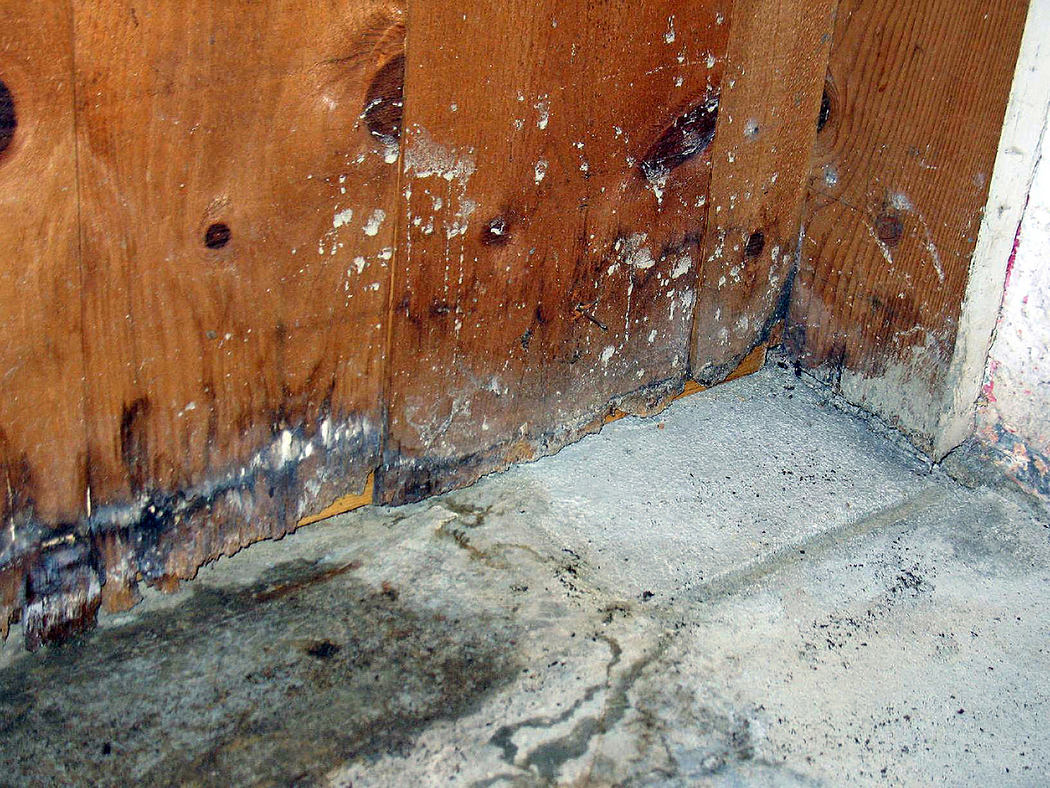 Wooden wall with water damage and mold at the base near a concrete floor.