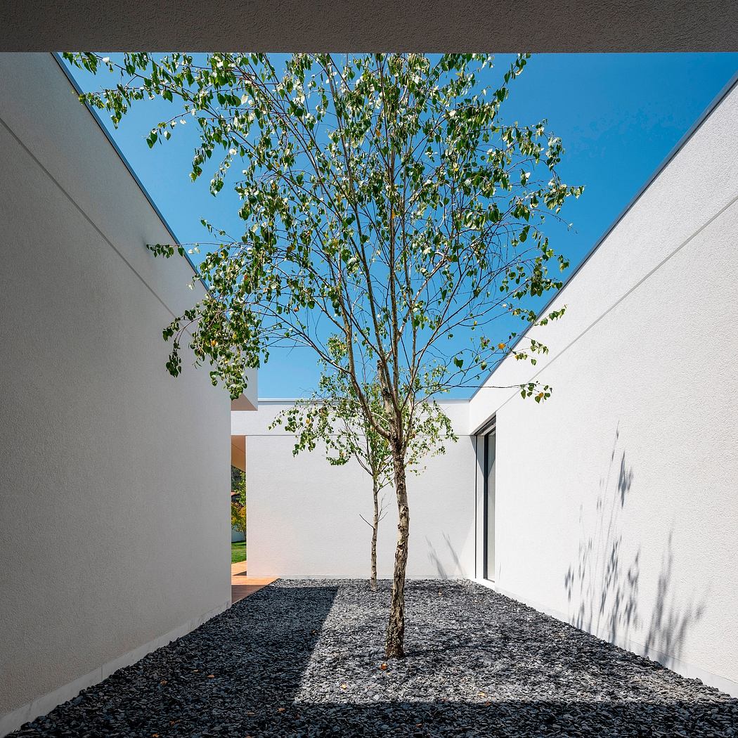 Minimalist courtyard with a solitary tree and white walls.