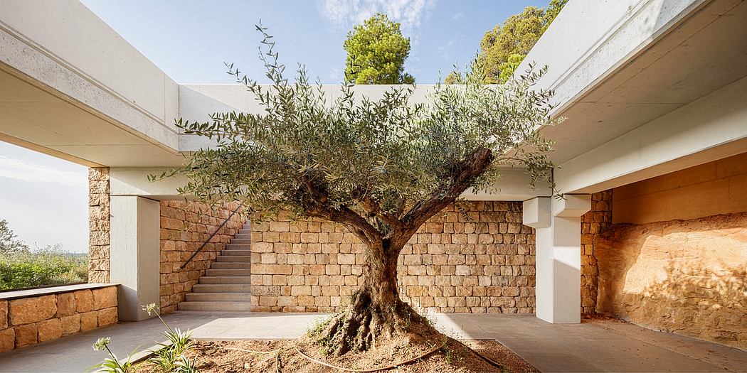 Contemporary courtyard with an olive tree, stone walls, and sleek stairs.
