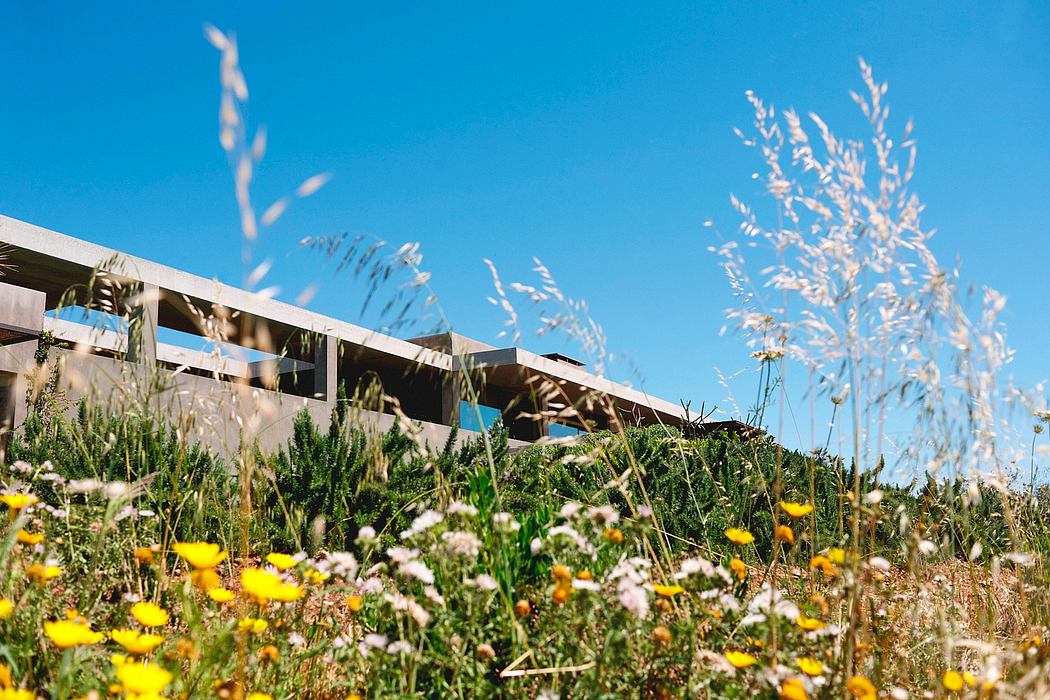 Contemporary building peeking over vibrant wildflower field under a clear blue sky.
