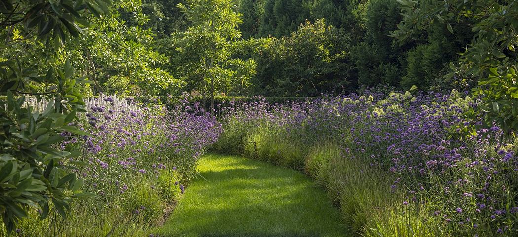 A lush garden path winds through a vibrant display of purple flowers and verdant foliage.
