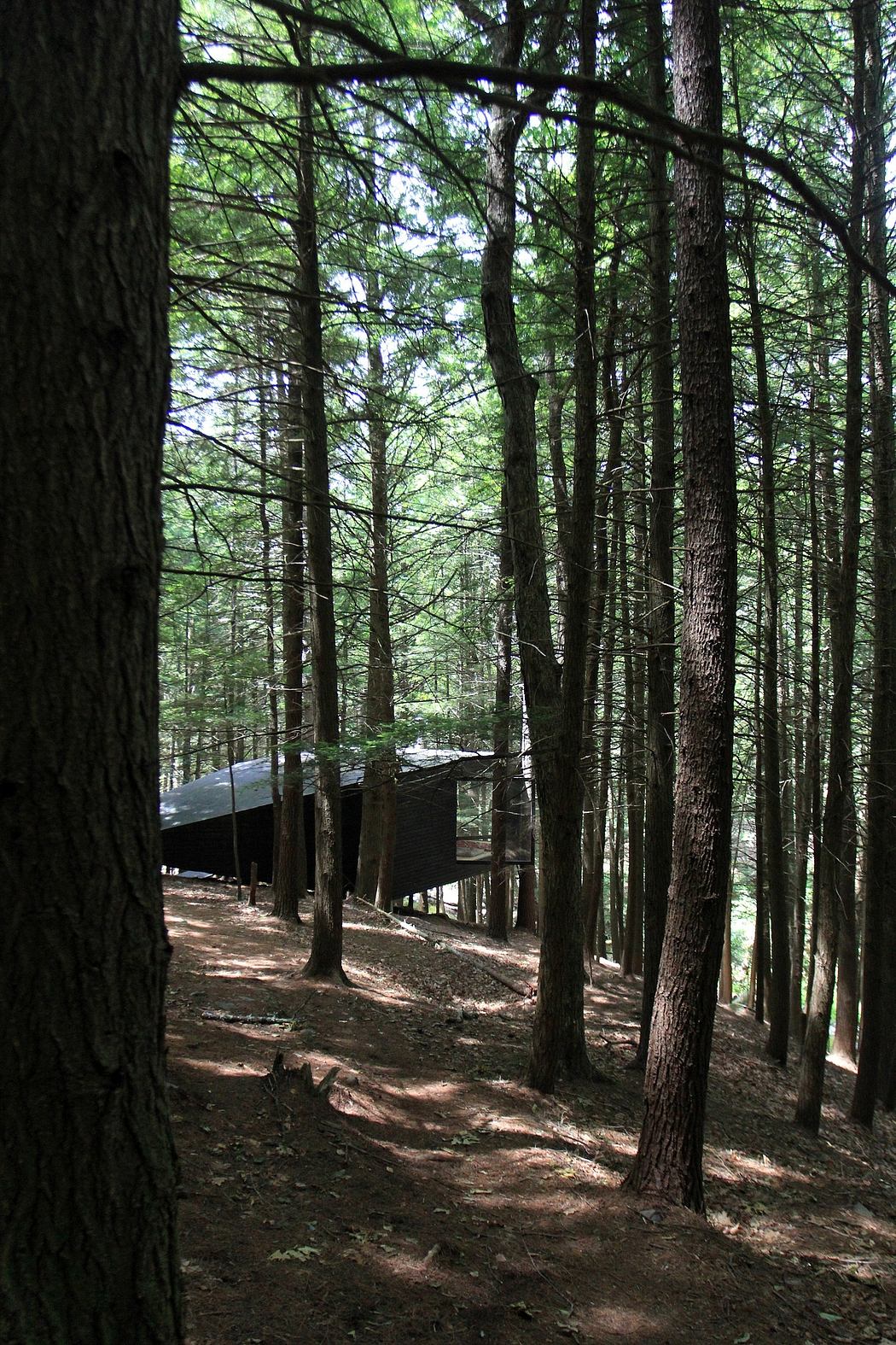 Wooden cabin nestled in a lush, verdant forest, surrounded by towering trees.