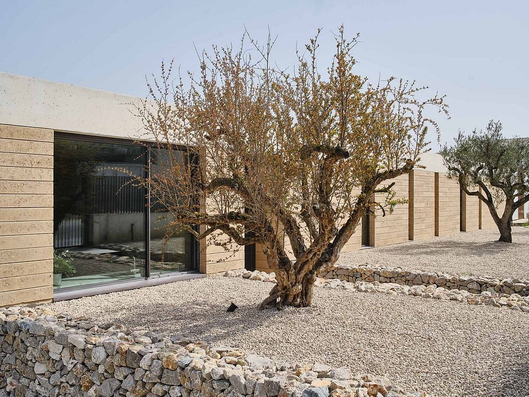 Modern minimalist building with a large window and an ancient twisted tree against a gravel path.