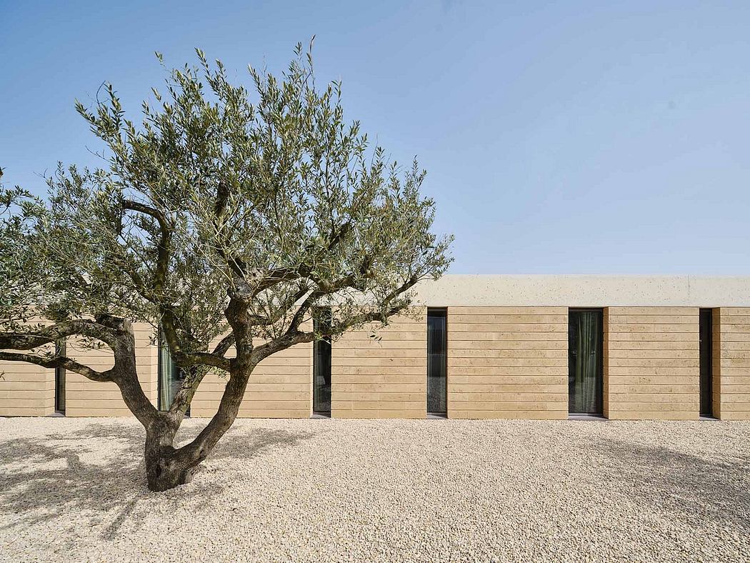 A modern one-story building with large windows and an olive tree in the foreground.