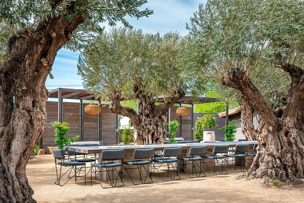 Rustic outdoor seating area with old olive trees and modern architectural elements.