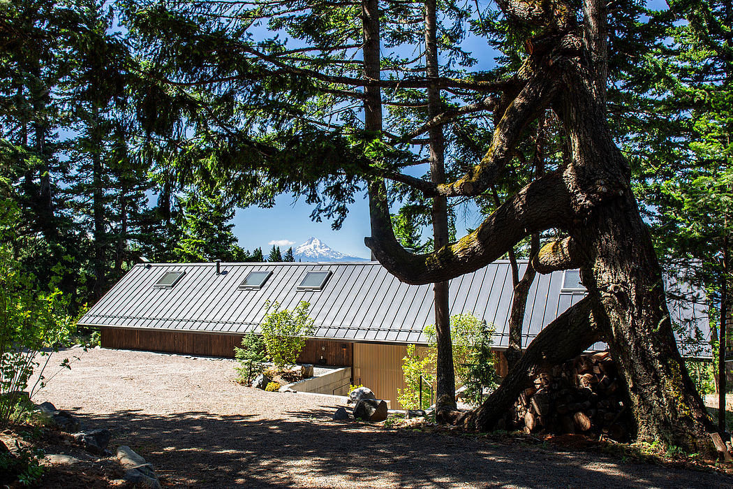 Rustic cabin nestled in lush forest, with metal roofing and large tree trunk in foreground.