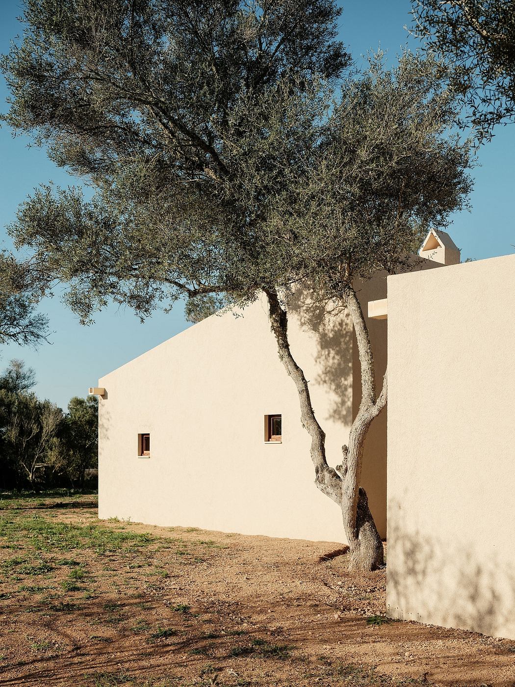 Minimalist Mediterranean architecture with a large tree casting shadows on the exterior.