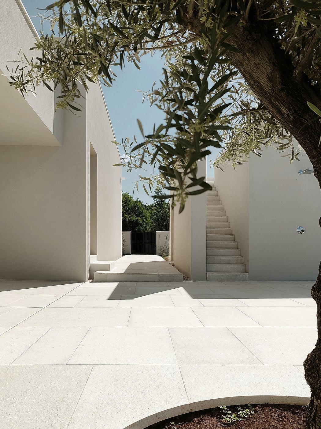 A modernist architectural composition with a stone staircase, olive tree, and clean white walls.