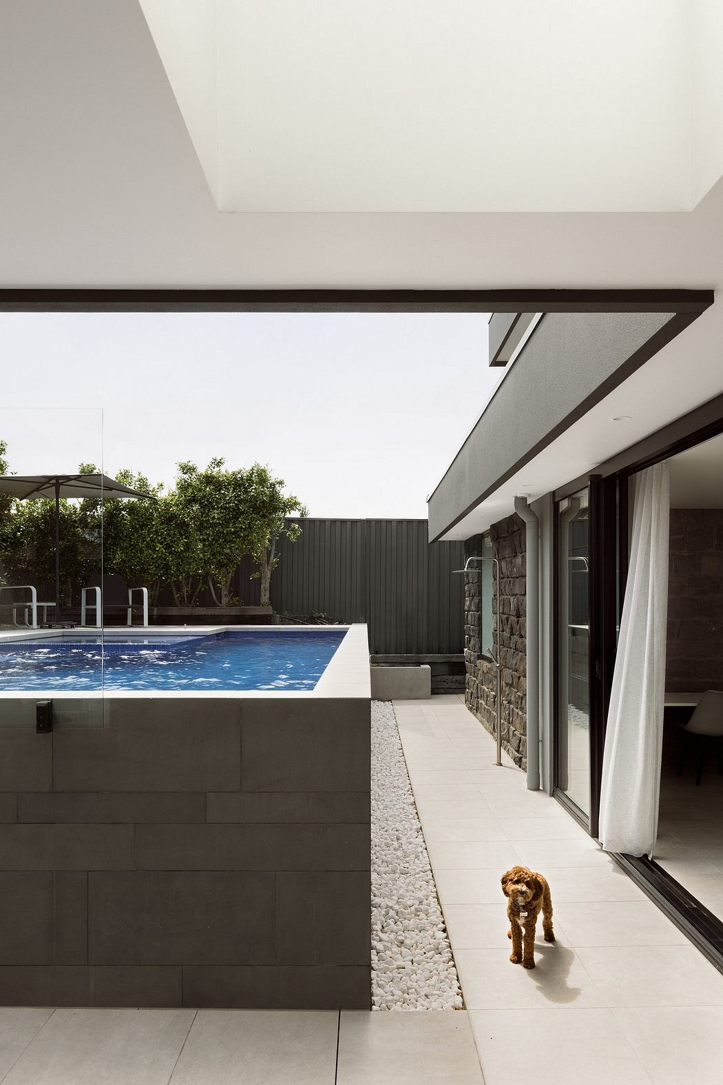 Modern patio with sleek pool, stone wall, and a small dog walking on the concrete.