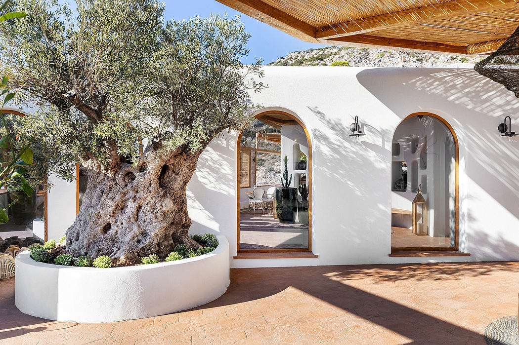 Serene outdoor patio featuring white arched entryways, a large olive tree, and natural stone accents.